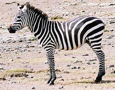 Attachment zebra-7.jpg